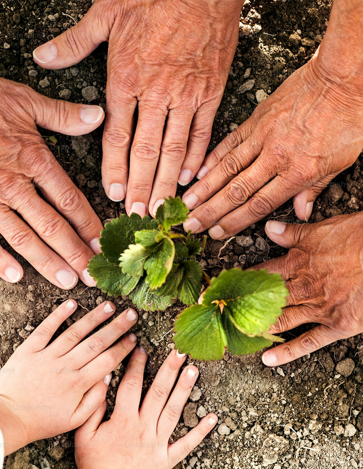 Hands coming together planting a seedling